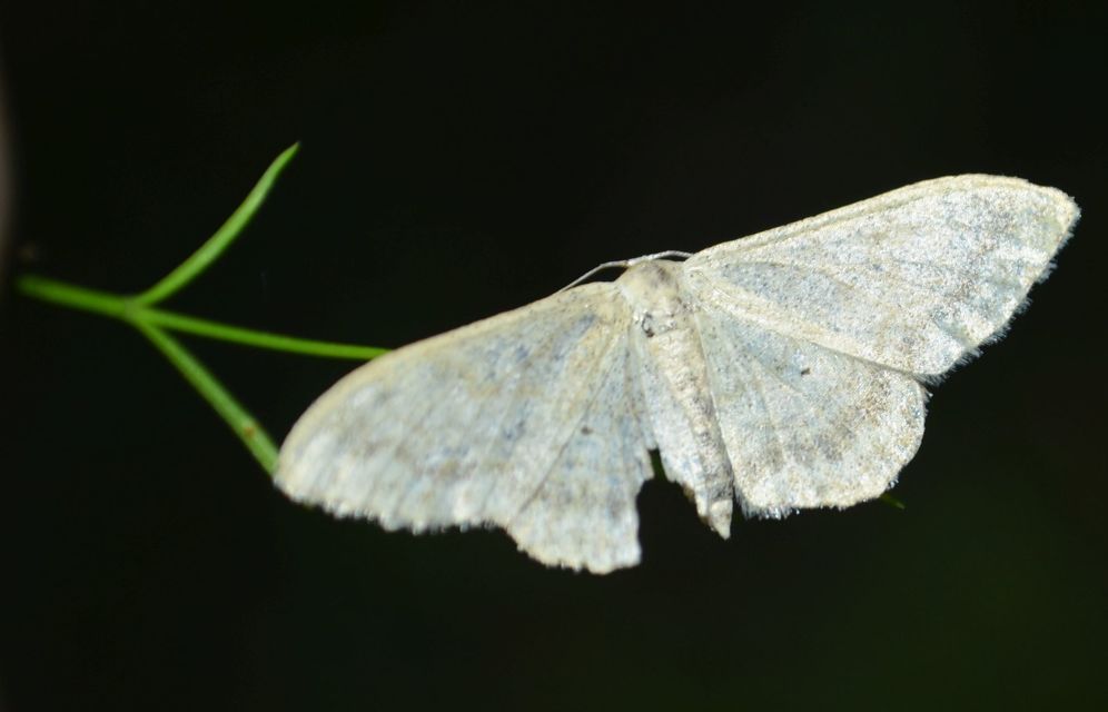 Idaea deversaria - egyszínű sávosaraszoló
