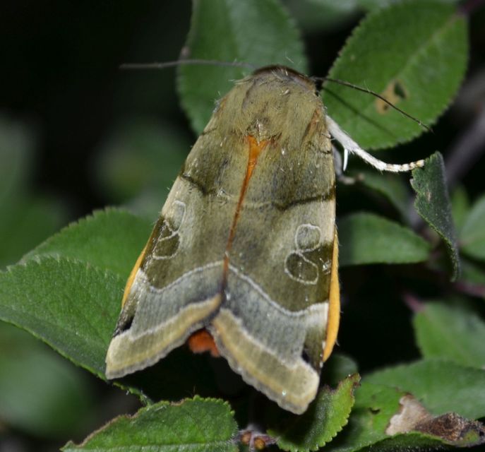 Noctua fimbriata - szélessávú sárgafűbagoly