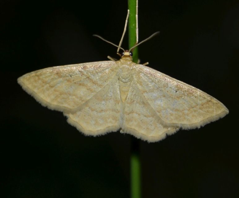 Idaea rufaria - vörhenyes sávosaraszoló