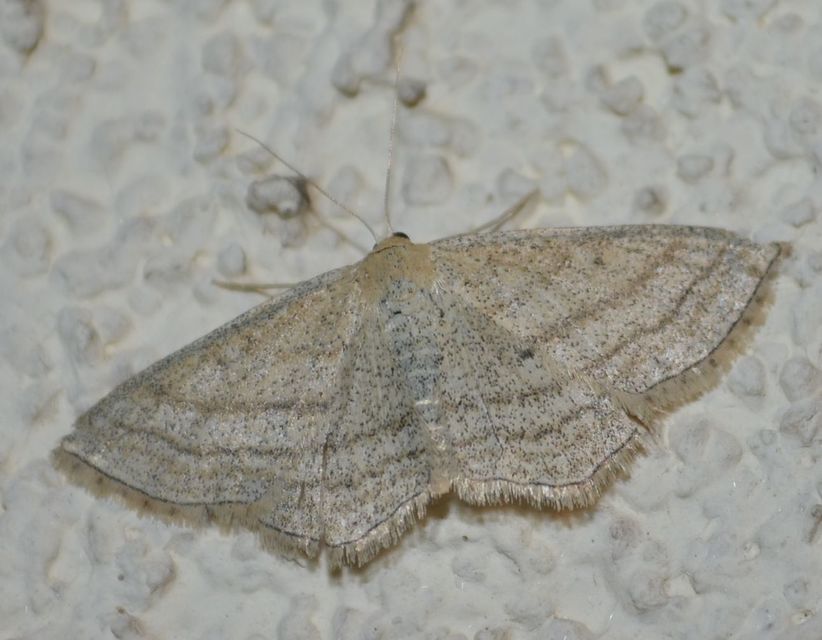 Scopula virgulata - vesszős sávosaraszoló