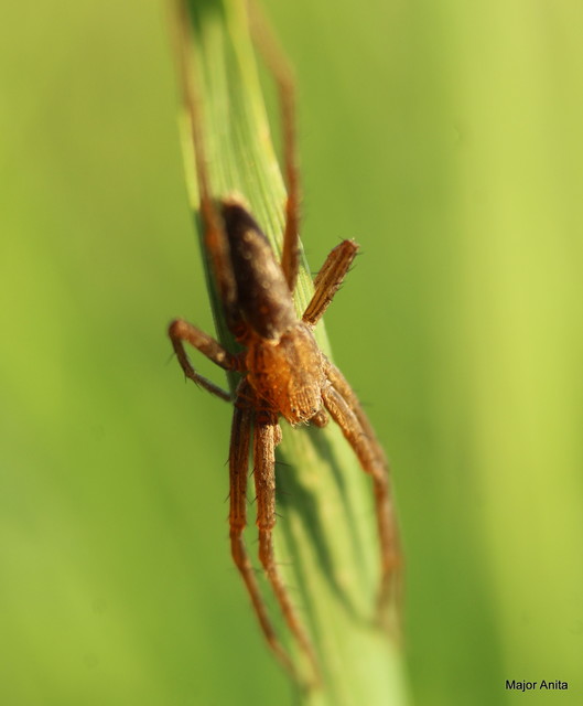 Tibellus