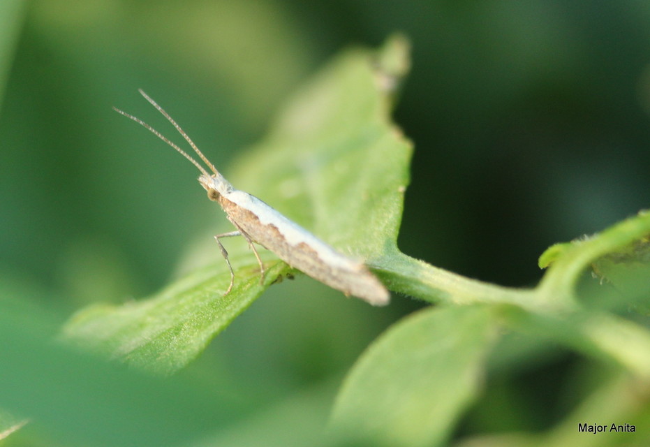 Plutella xylostella - káposztamoly