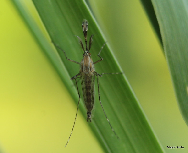 Culicidae - csípőszúnyogok