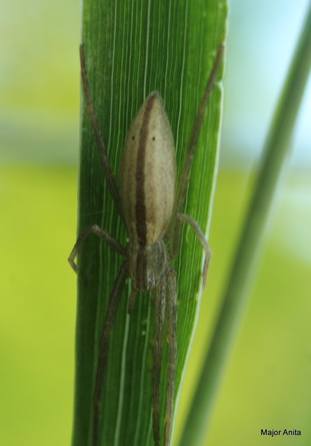 Tibellus