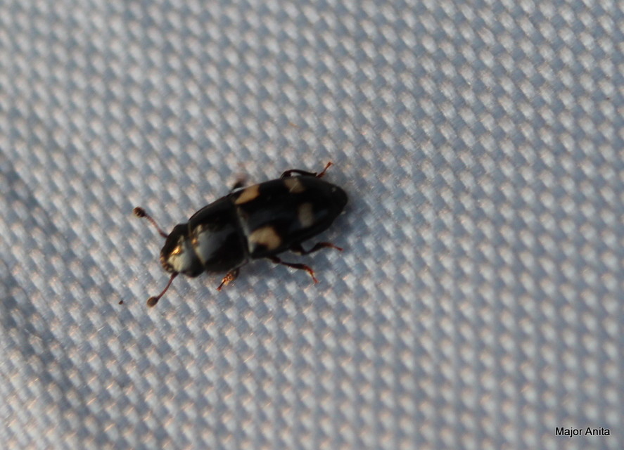 Glischrochilus quadrisignatus - amerikai fénybogár Glischrochilus quadrisignatus - amerikai fénybogár