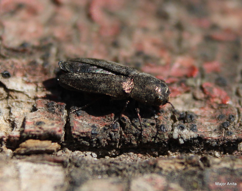 Sphenoptera