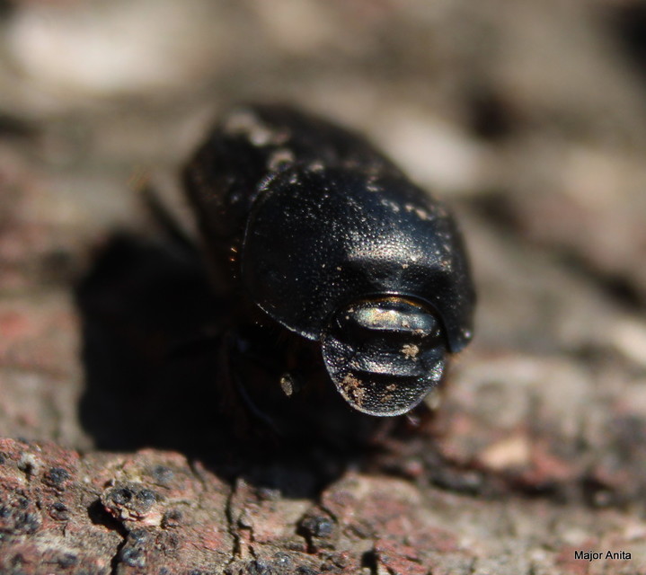 Onthophagus illyricus - tülkös trágyatúró