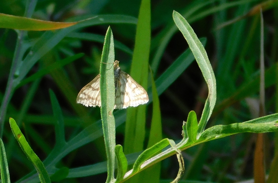 Sitochroa verticalis - világossárga dudvamoly