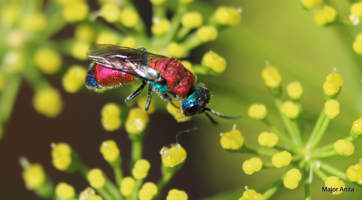 Chrysura