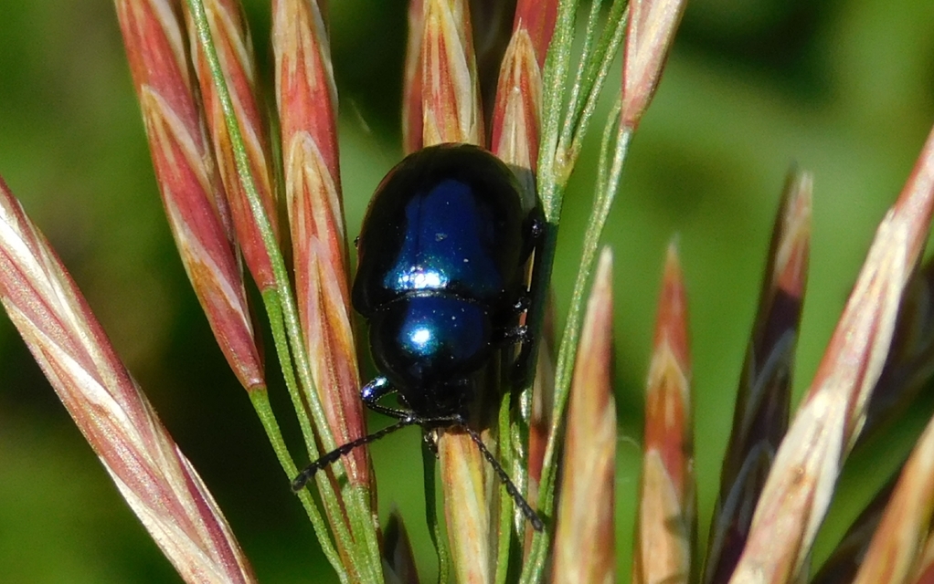 Chrysochus asclepiadeus - tündöklő méreggyiloklevelész