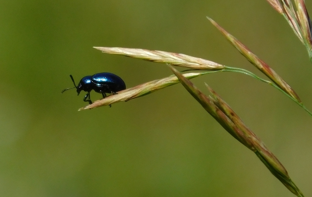 Chrysochus asclepiadeus - tündöklő méreggyiloklevelész
