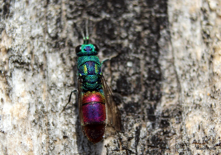 Chrysis gracillima