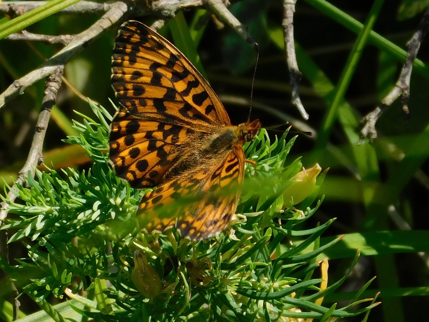 Boloria dia - kis gyöngyházlepke