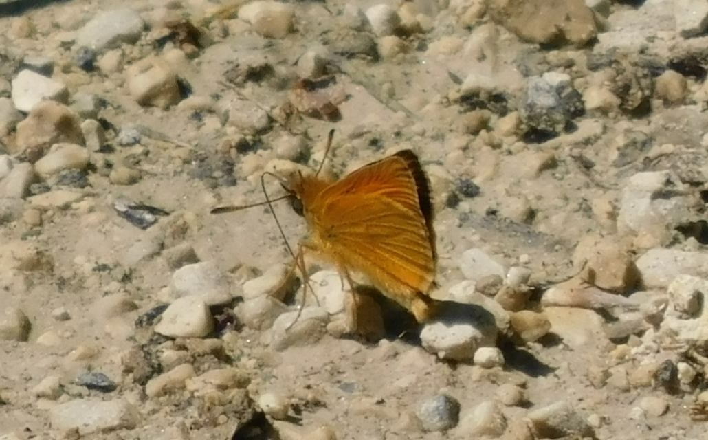 Thymelicus lineola - vonalas busalepke