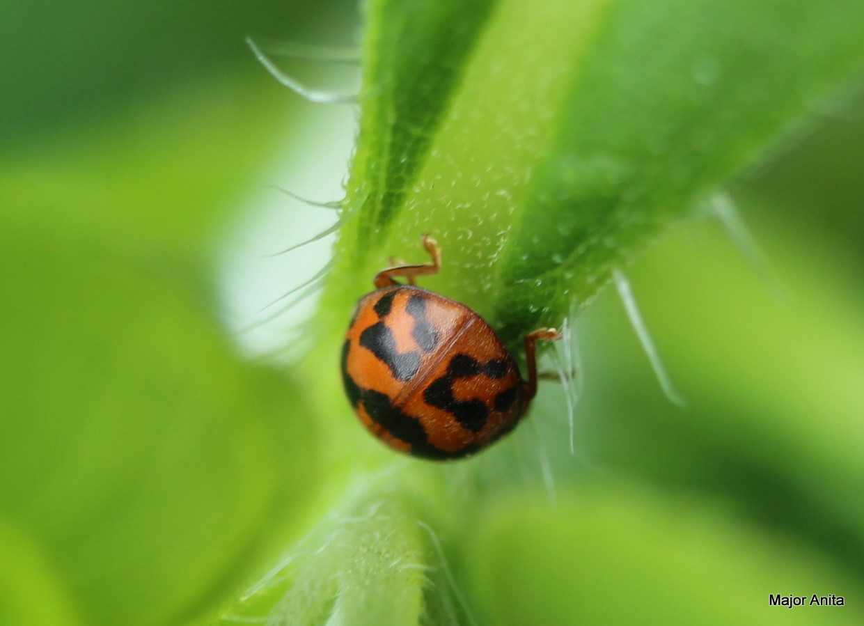 Subcoccinella vigintiquatuorpunctata - lucernaböde