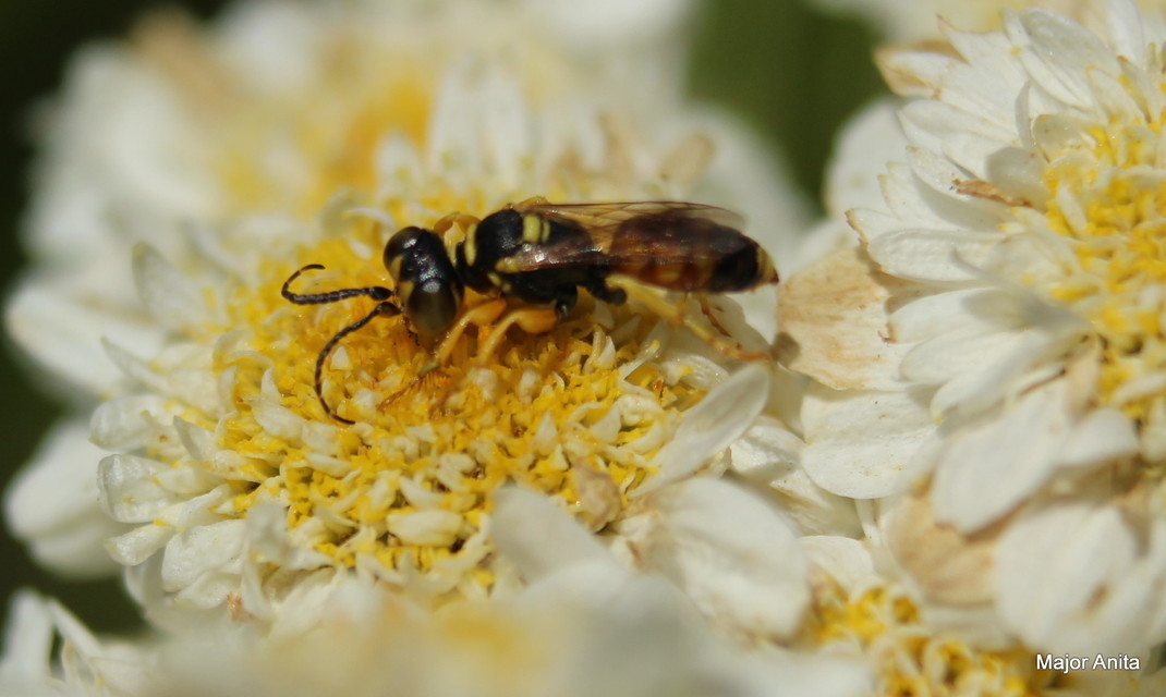 Crabronidae - szitásdarazsak