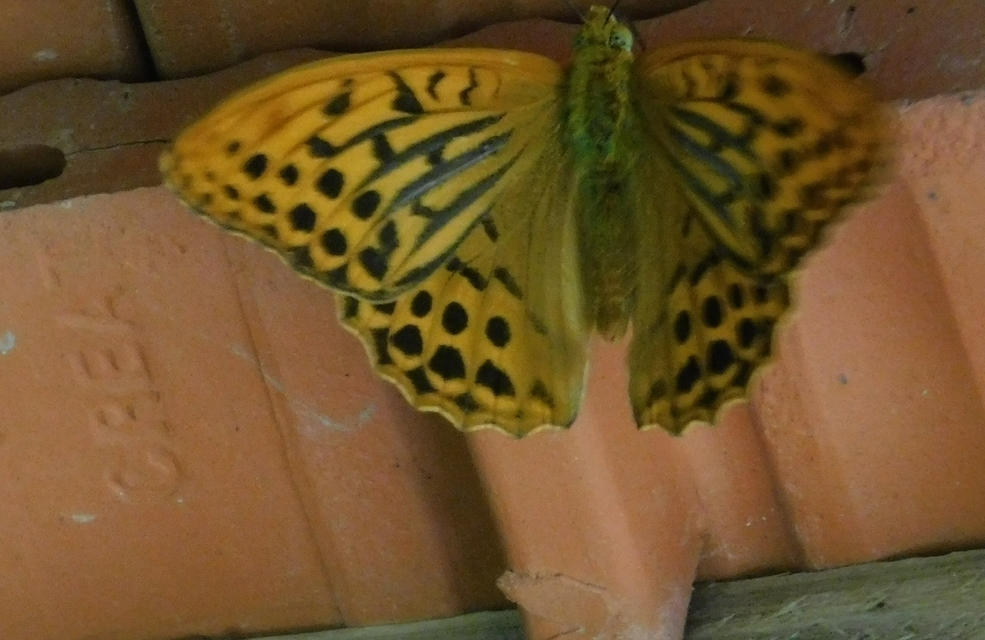 Argynnis paphia - nagy gyöngyházlepke
