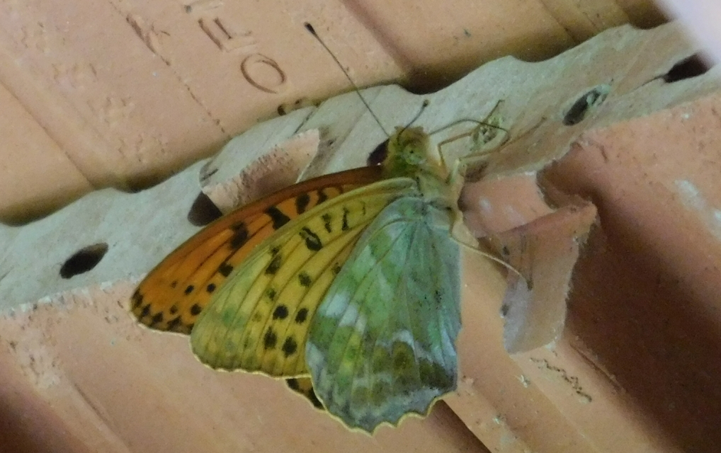 Argynnis paphia - nagy gyöngyházlepke
