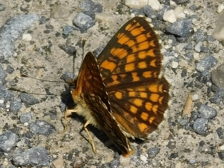 Melitaea athalia - közönséges tarkalepke