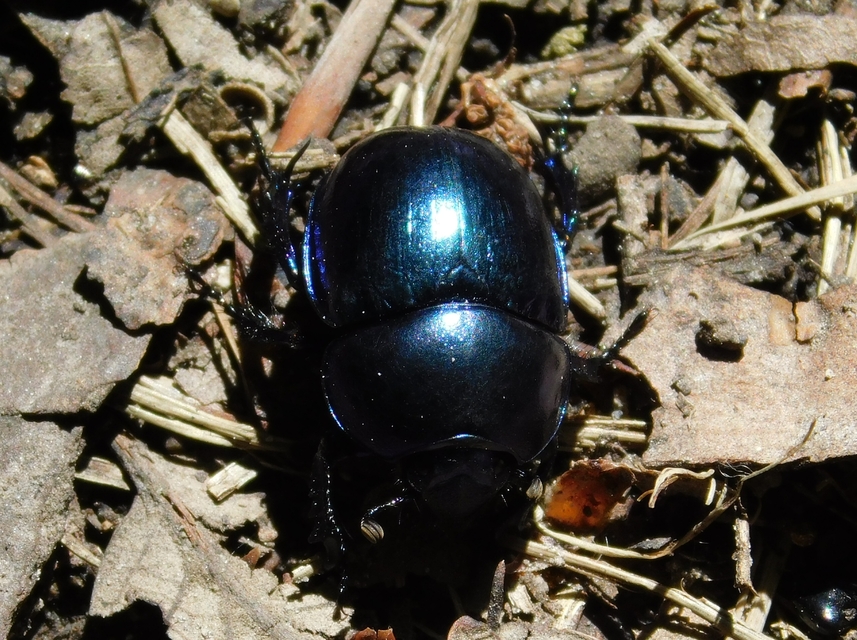 Trypocopris vernalis - tavaszi álganéjtúró