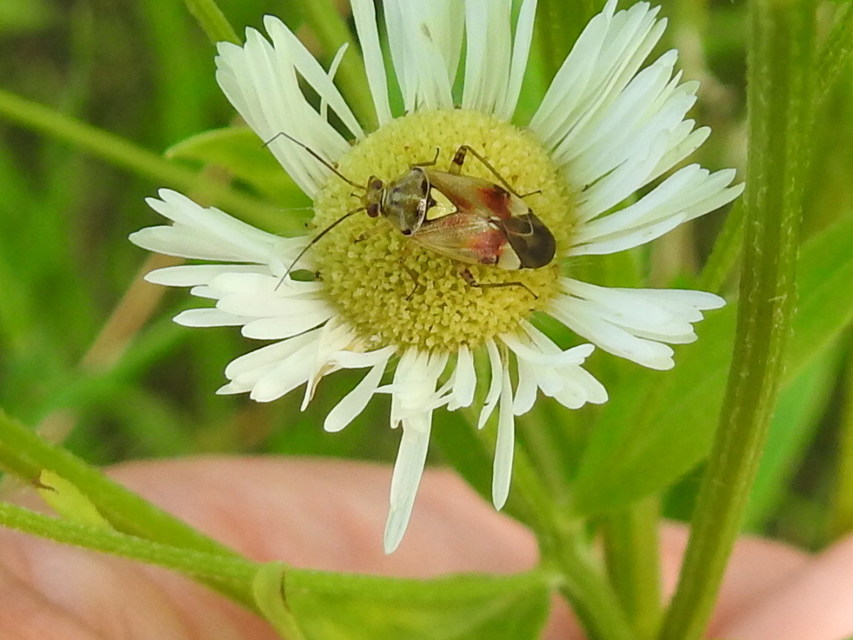 Lygus pratensis - változó mezeipoloska