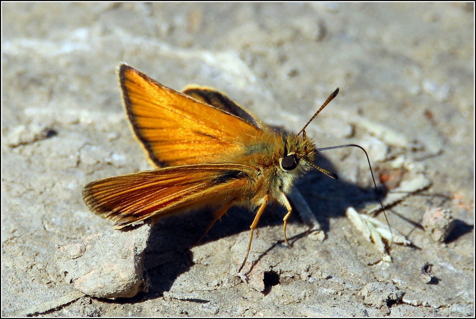 Thymelicus lineola - vonalas busalepke