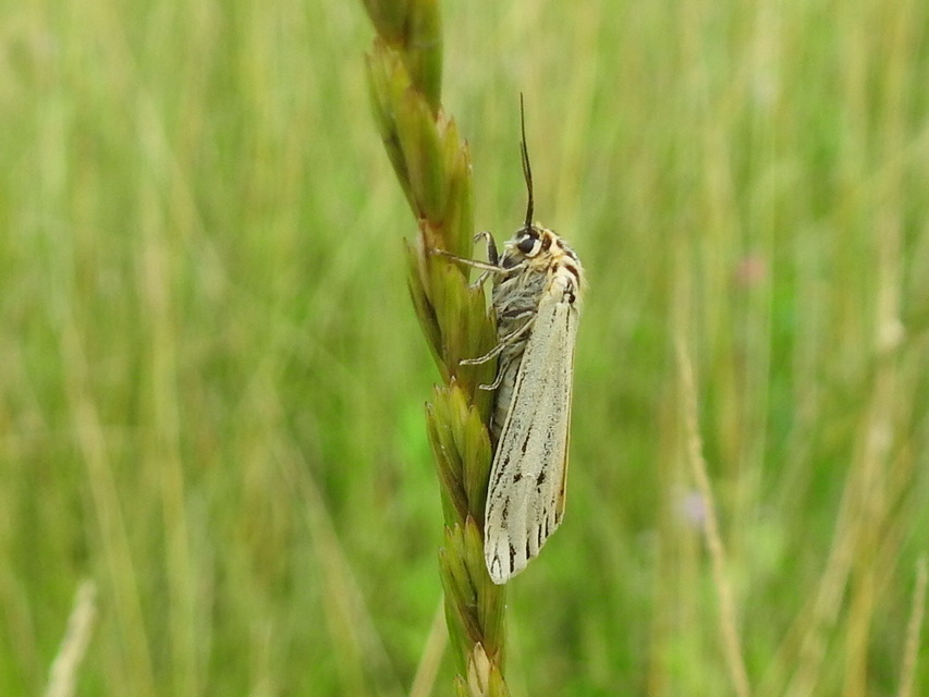 Spiris striata - csíkos molyszövő