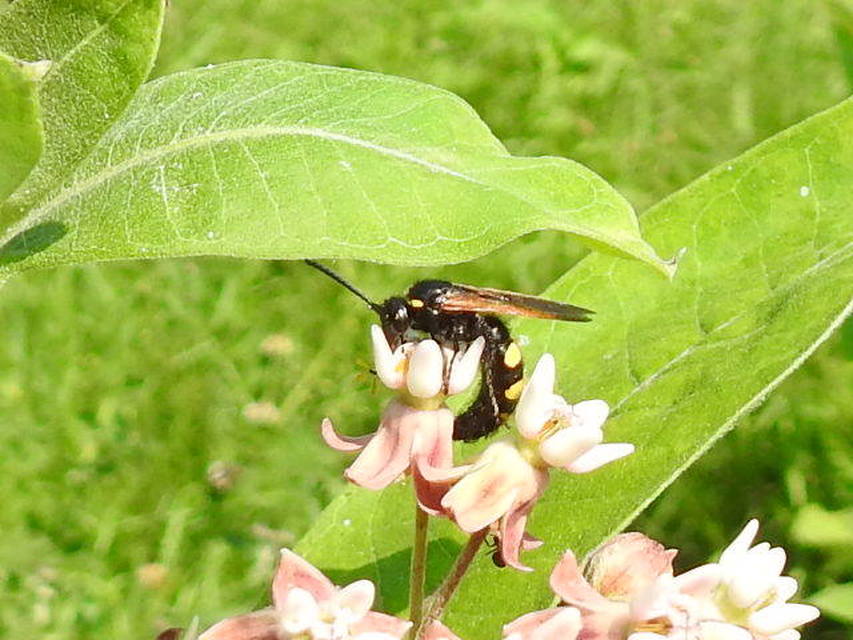 Scolia fusciformis - mediterrán tőrösdarázs