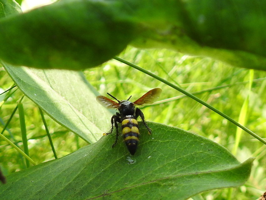 Scolia fusciformis - mediterrán tőrösdarázs