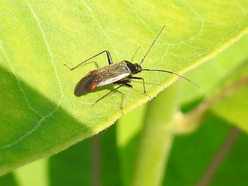 Adelphocoris seticornis - szegélyes mezeipoloska