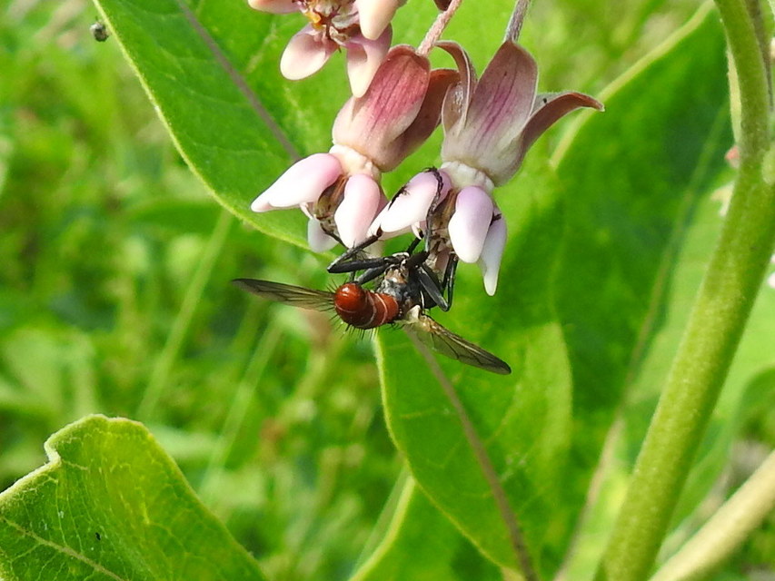 Cylindromyia bicolor