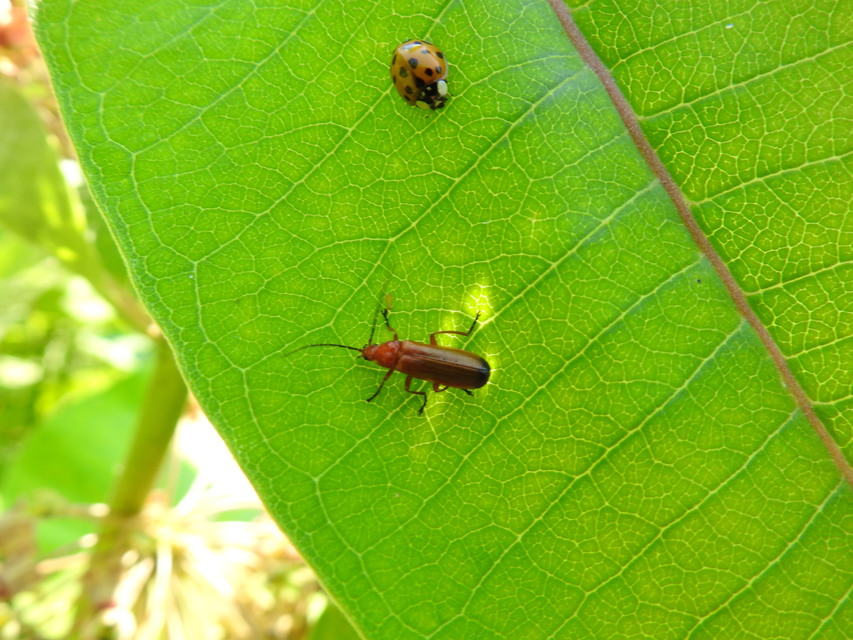 Rhagonycha fulva - feketevégű lágybogár