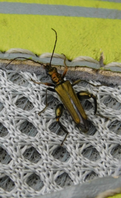 Oedemera flavipes - sárgalábú álcincér Oedemera flavipes - sárgalábú álcincér