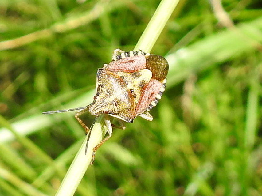 Carpocoris