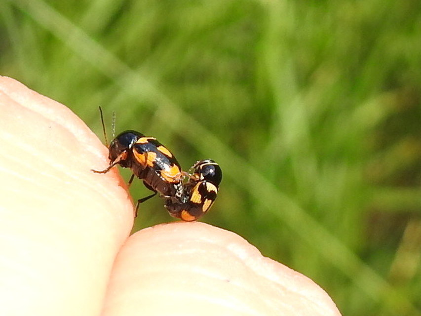 Cryptocephalus anticus - réti zömökbogár