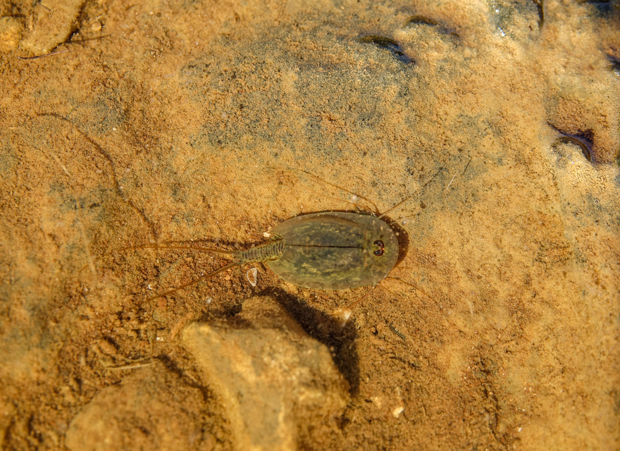 Triops cancriformis - nyári pajzsosrák