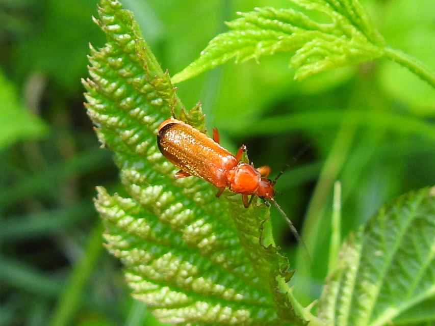 Rhagonycha fulva - feketevégű lágybogár