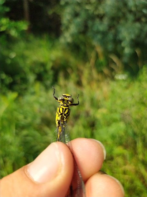 Gomphus flavipes - sárgalábú folyami-szitakötő