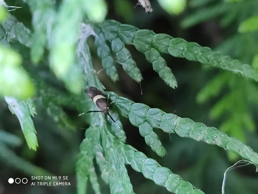 Eidophasia messingiella - kakukktormamoly