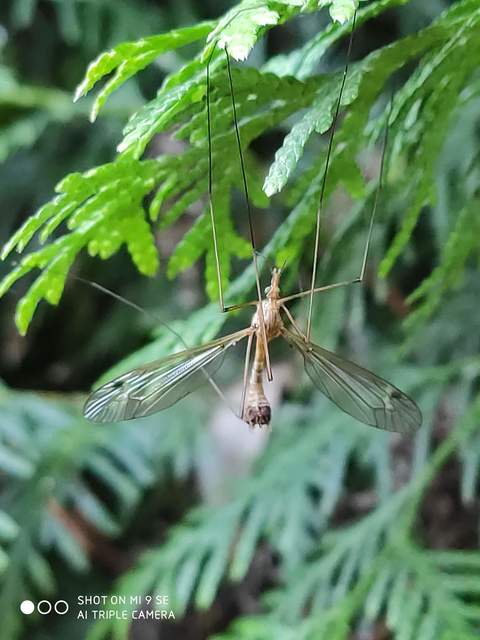 Tipula
