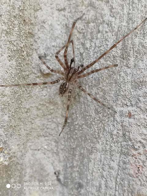 Tegenaria