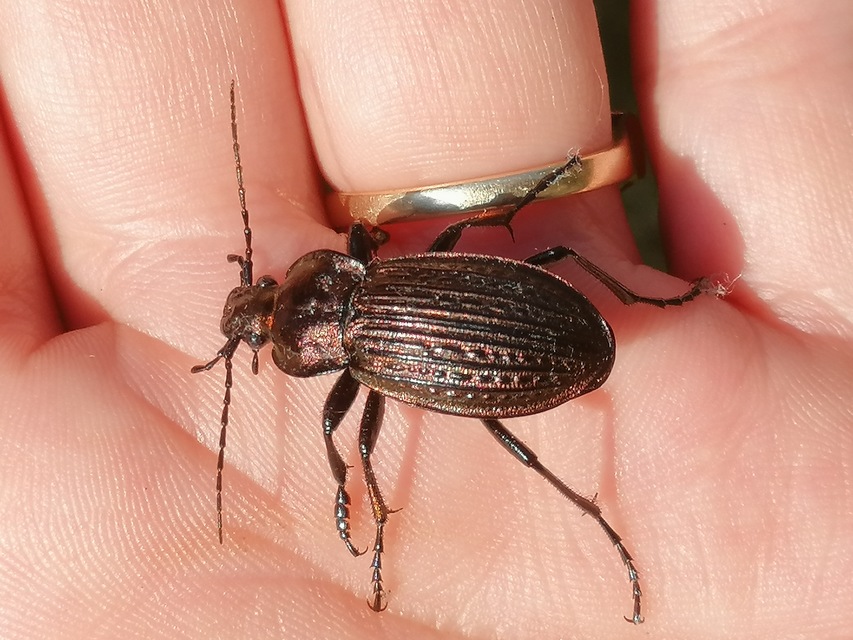 Carabus ulrichii - rezes futrinka Carabus ulrichii - rezes futrinka