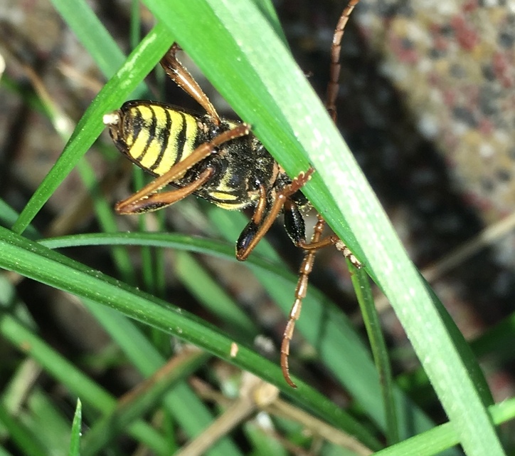 Plagionotus arcuatus - bársonyos darázscincér