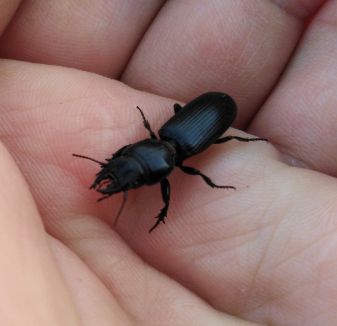 Scarites terricola - vájárfutó