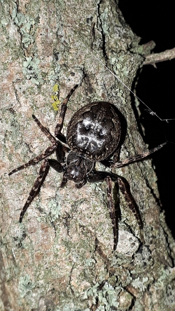 Nuctenea umbratica - közönséges rés-keresztespók