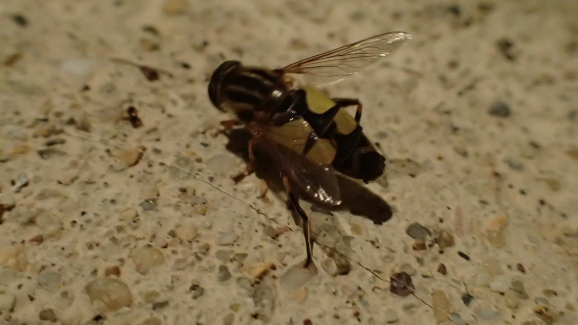 Helophilus trivittatus - nagy mocsárilégy