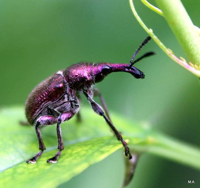 Rhynchites auratus - aranyos eszelény Rhynchites auratus - aranyos eszelény