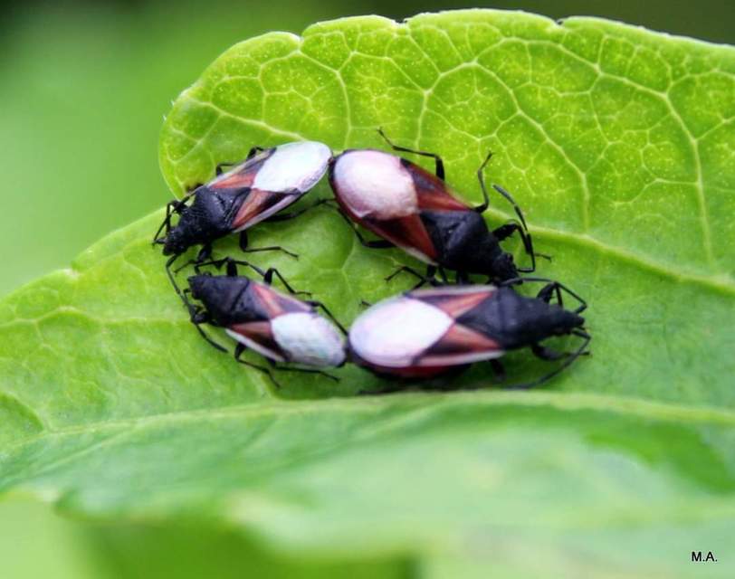 Oxycarenus lavaterae - hársbodobács