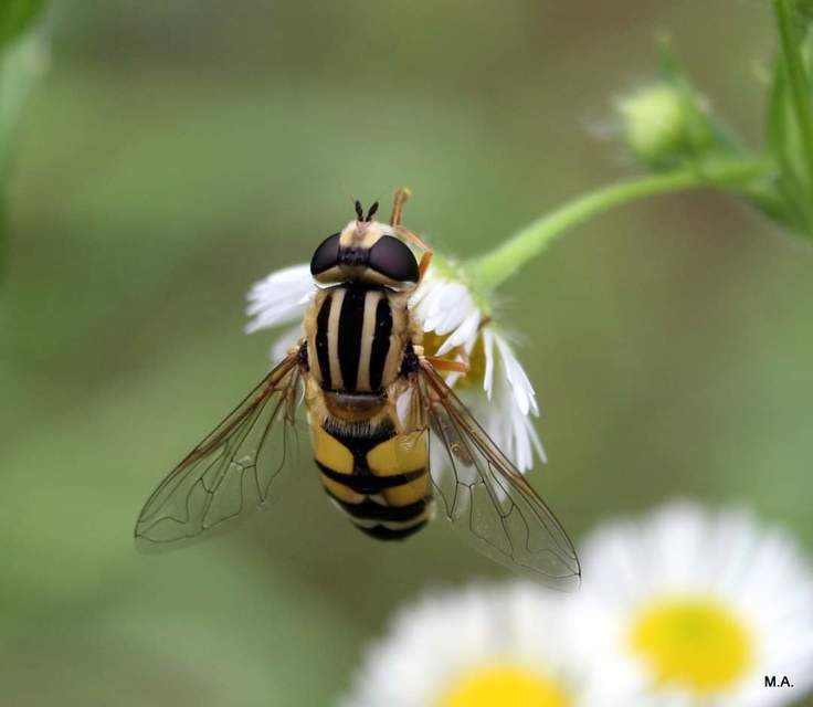 Helophilus trivittatus - nagy mocsárilégy