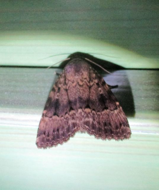 Amphipyra berbera/pyramidea